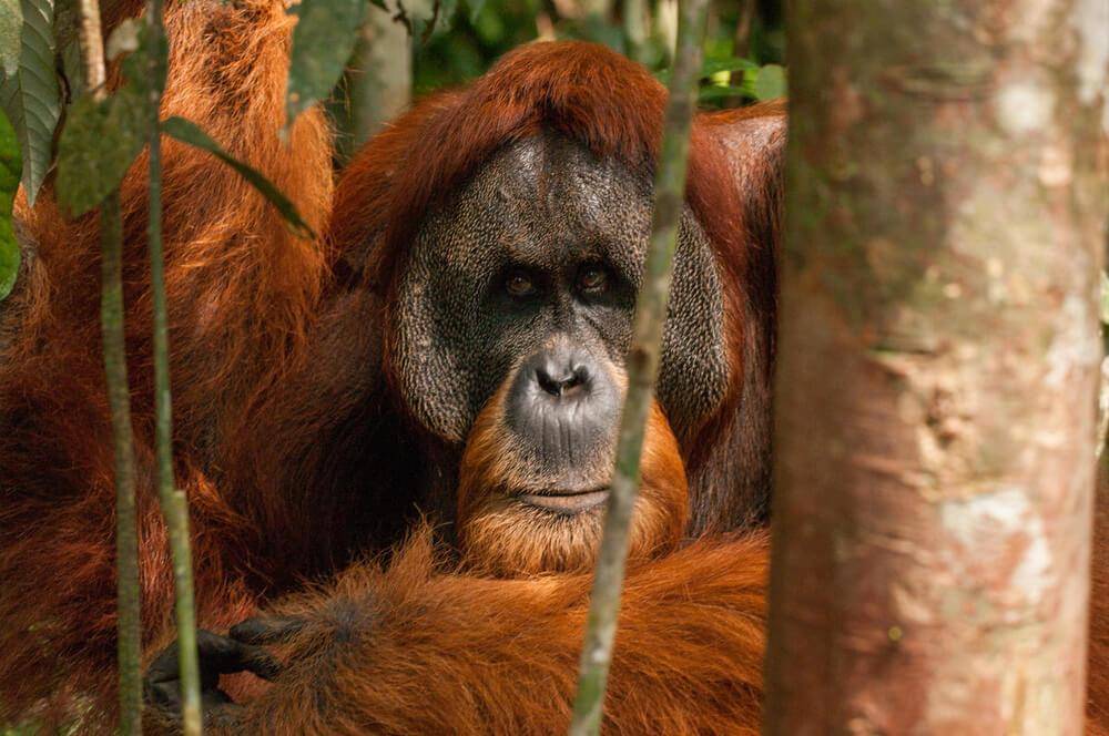 El orangután tenía una herida en su rostro y con un ungüento natural que él mismo “preparó” se curó. Imagen de referencia. FOTO: Cortesía WWF