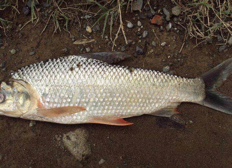 Bocachico (Prochilodus magdalenae). Foto: Zuluaga-Gómez A., Ictiología Universidad Católica de Oriente
