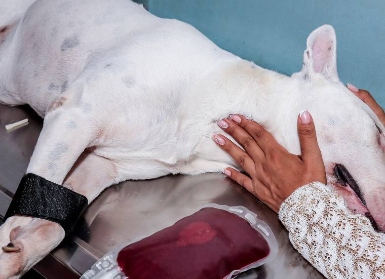 ¿Cirugía oral en perros? Riesgos y recomendaciones