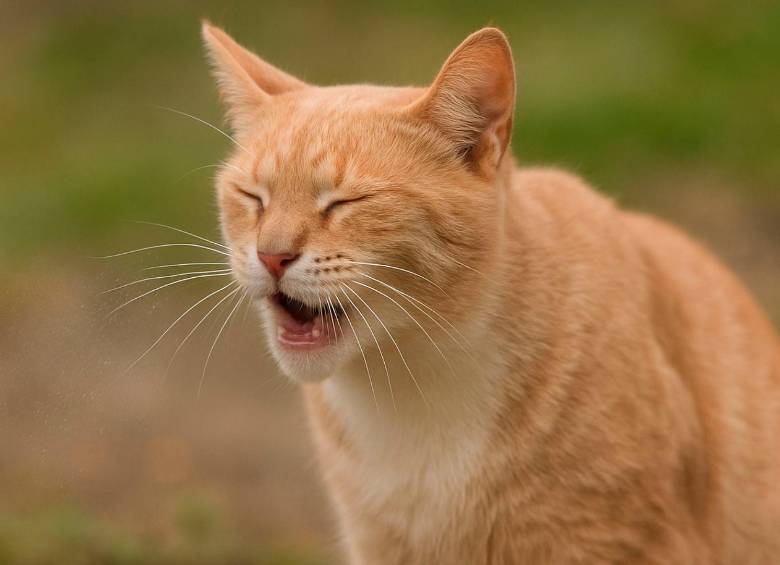 ¿Qué es el calicivirus felino y cómo proteger a tu gato? 