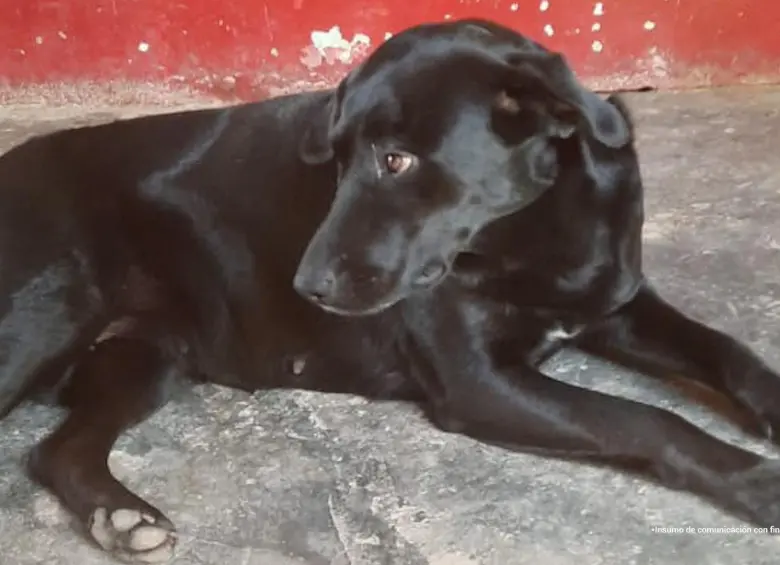 Médico veterinario imputado por la muerte de Alma, una perra embarazada en Antioquia. Foto: cortesía