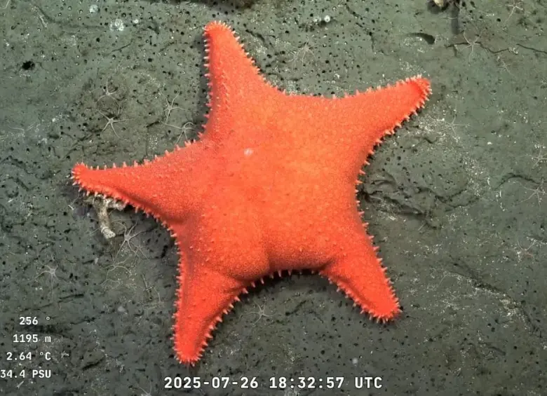 Una estrella de mar a 1.195 metros de profundidad en el Cañón de Mar del Plata, captada por el robot SuBastian desde el buque Falkor. La expedición del Schmidt Ocean Institute ha fascinado a miles de argentinos. Imagen: AFP/ SCHMIDT OCEAN INSTITUTE / ROV SUBASTIAN.