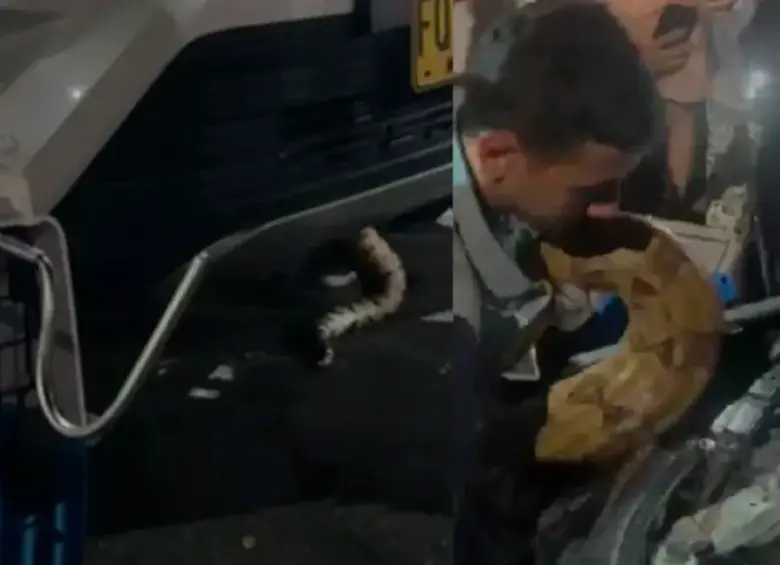 En su huida, el animal se escondió en un carro buscando calor. De allí fue rescatada sana y salva. FOTO: CORTESÍA