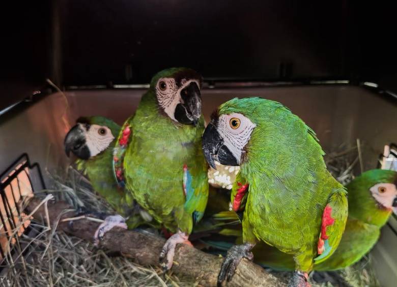 Loros y guacamayas son algunas de las especies de aves que más sufren por el tráfico ilegal de fauna silvestre. Foto: cortesía AMVA.