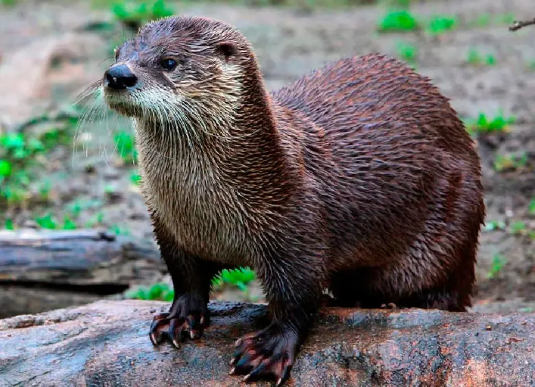 La nutria neotropical está en estado vulnerable en Colombia por la fragmentación de sus ecosistemas. FOTO: CORTESÍA