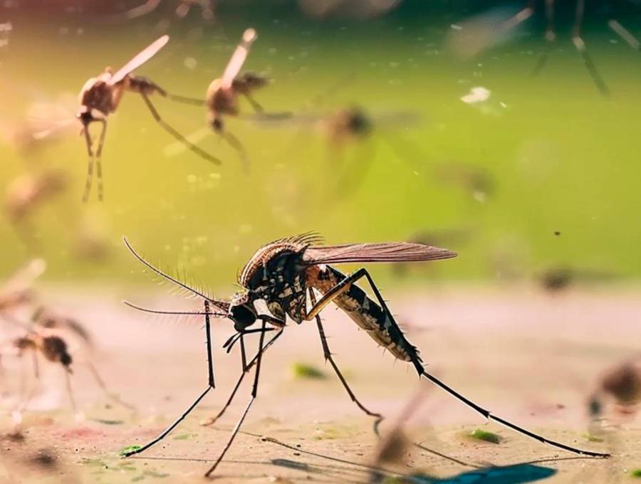 El <i>Aedes aegypti</i> es responsable de la transmisión de enfermedades como el dengue, zika y fiebre amarilla; ahora se estudia como portador de virus que podrían bloquear esas infecciones. FOTO cortesía