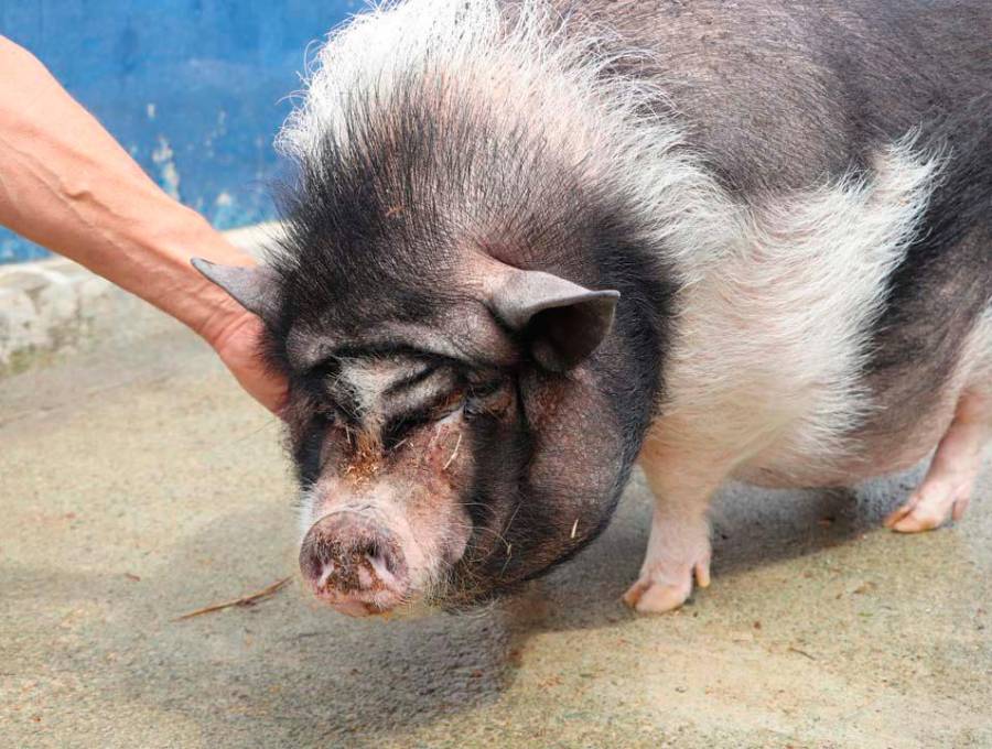 Los cerditos fueron rescatados de lugares donde padecían condiciones de vulnerabilidad. FOTO: ALCALDÍA