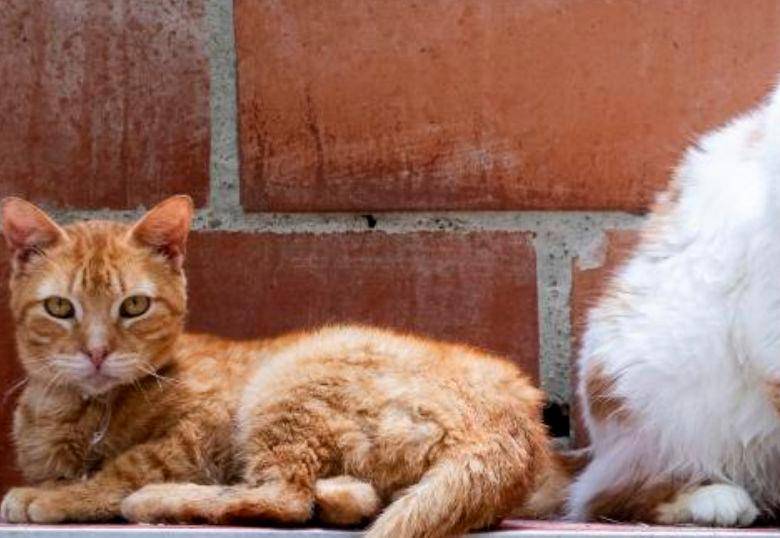 Esto es lo que debes hacer si tu gata está en celo