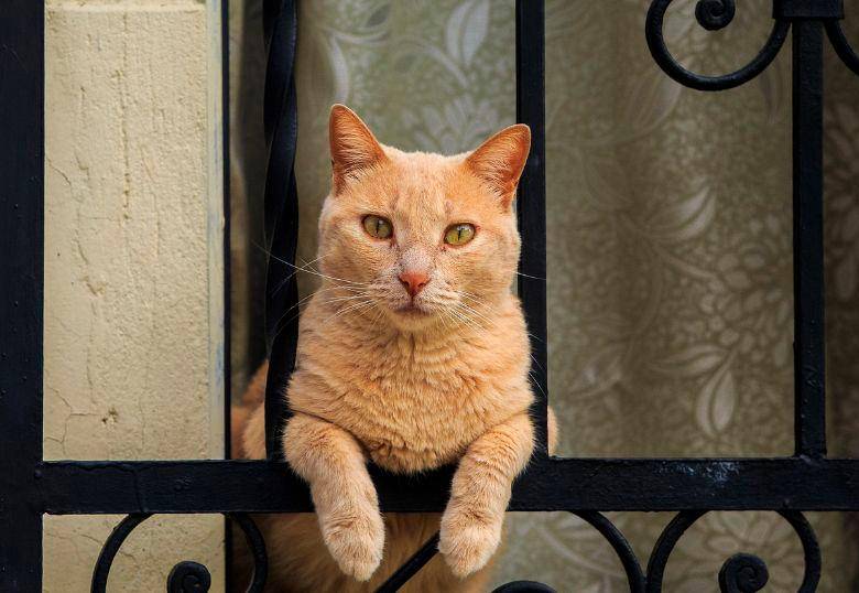 ¿Un gato puede ser feliz sin salir de casa? La clave está en cómo vive, no en dónde
