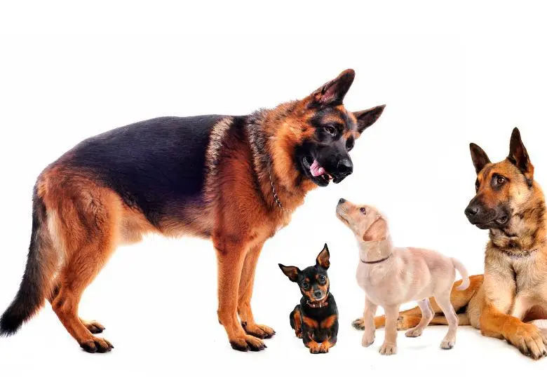 ¿Cuál es la raza de perro más inteligente? Esto dicen los expertos 