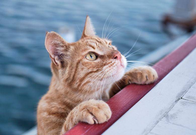 [En video] Gatos que disfrutan el agua