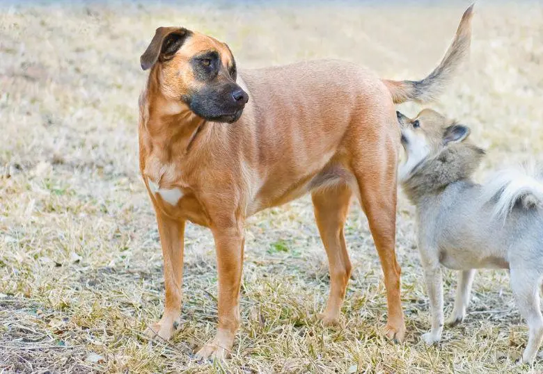 ¿Por qué los perros se huelen las colas? Te explicamos este comportamiento