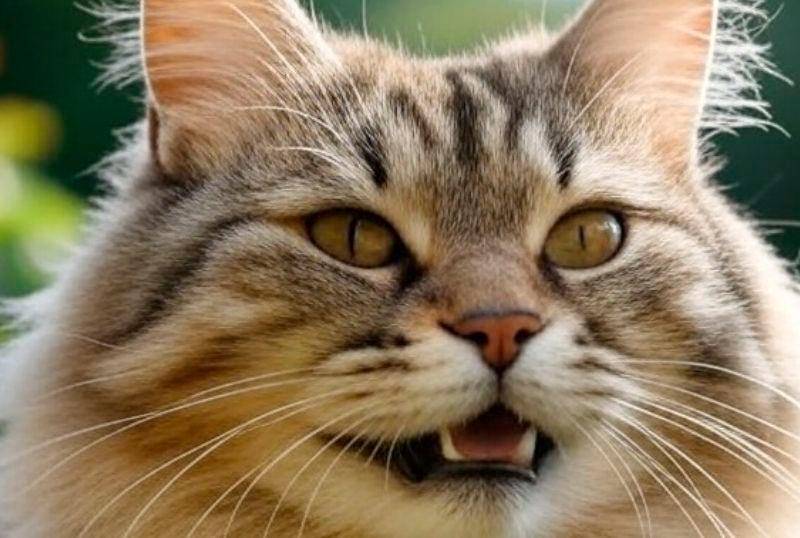 ¿Cuántos dientes tienen los gatos? ¡Revelamos el misterio!