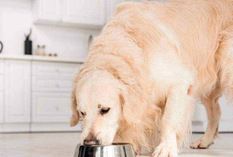 Alergias alimentarias en perros: síntomas, causas y cómo prevenirlas