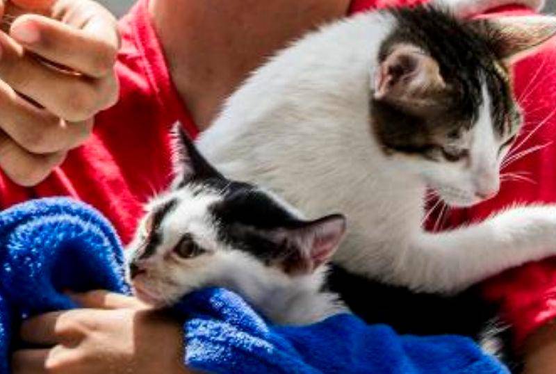 ¿De dónde vienen los gatos modernos? ¡Parece que son resultado de un sacrificio egipcio!
