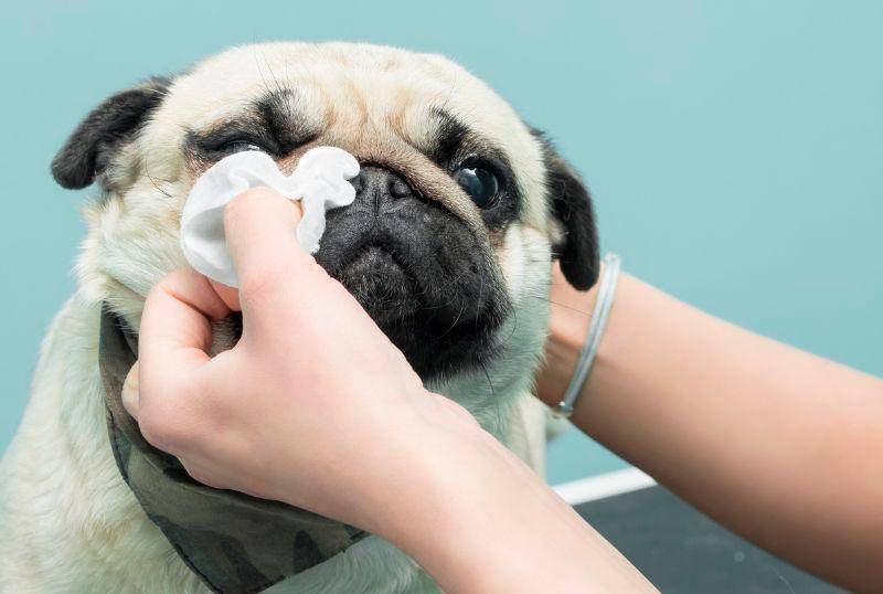 ¿Qué es epífora y cómo tratarla en perros?