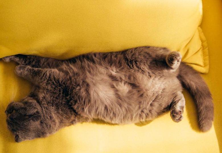 Posturas raras de los gatos al dormir, ¿qué dice cada una de ellas?