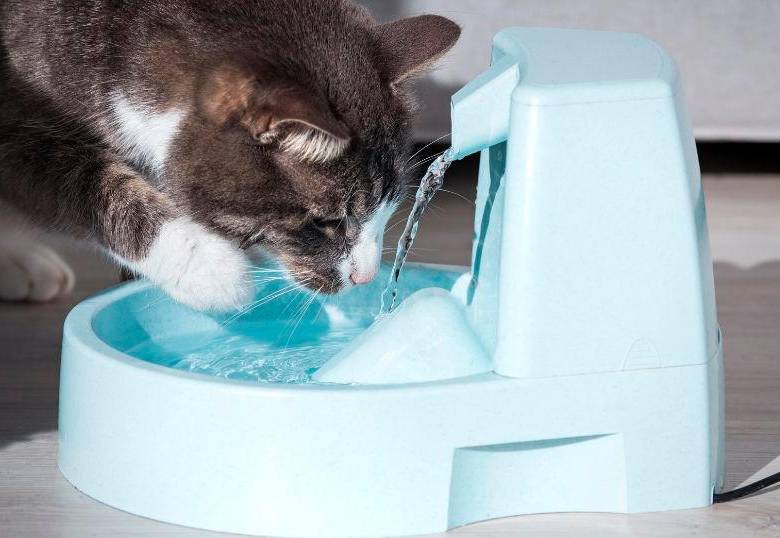 Cómo hacer para que mi gato beba más agua