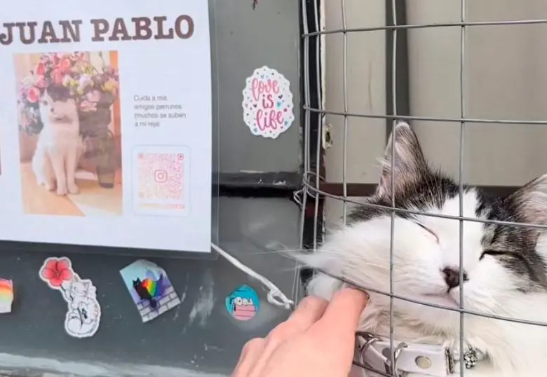 Conoce al gato Juan Pablo y otras mascotas divertidas