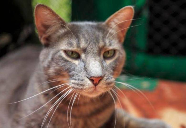 ¡A los gatos les gusta el sol! ¿A qué se debe esta fascinación?