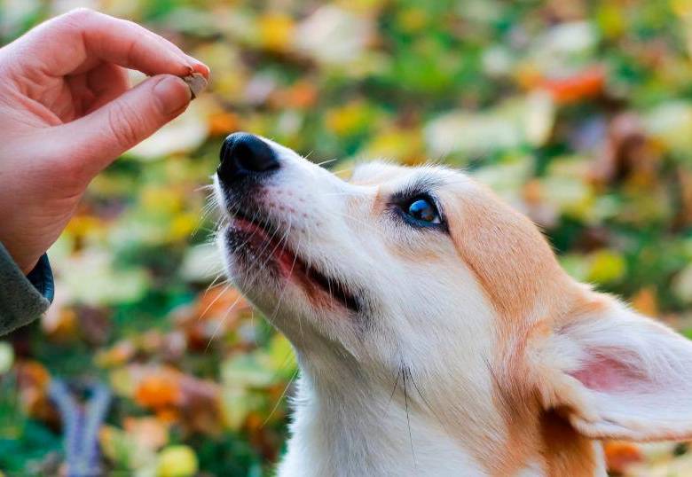 Cinco trucos para educar a tu perro sin gritos