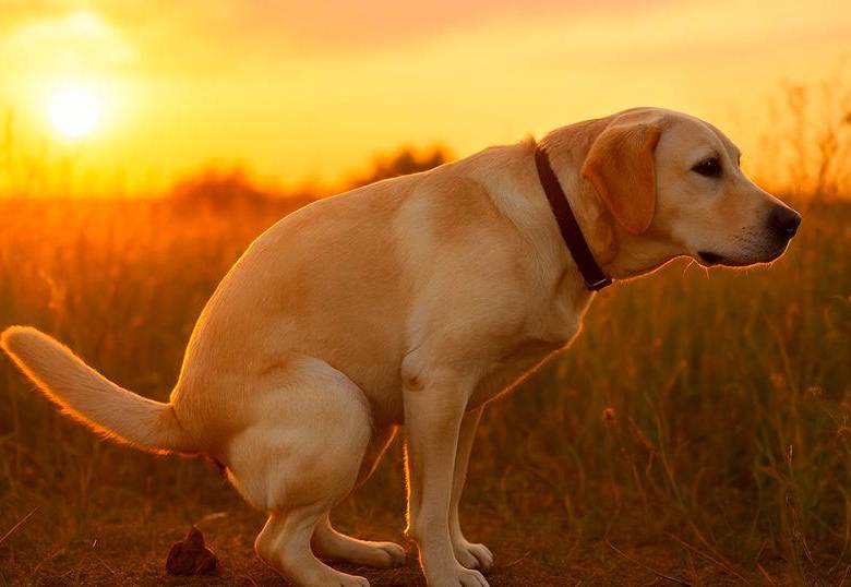 Qué dice el popó de un perro sobre su salud
