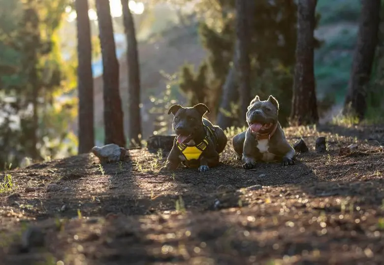 Perros domésticos impactan el medioambiente: ¡Así sucede!