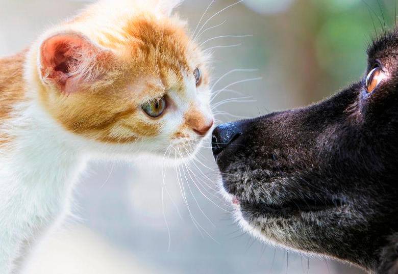 Cinco enfermedades que los humanos pueden transmitir a perros y gatos 