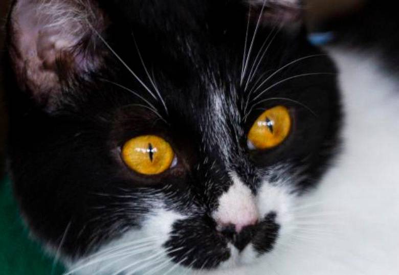 ¿Los gatos ven a color? Hablemos de la visión felina