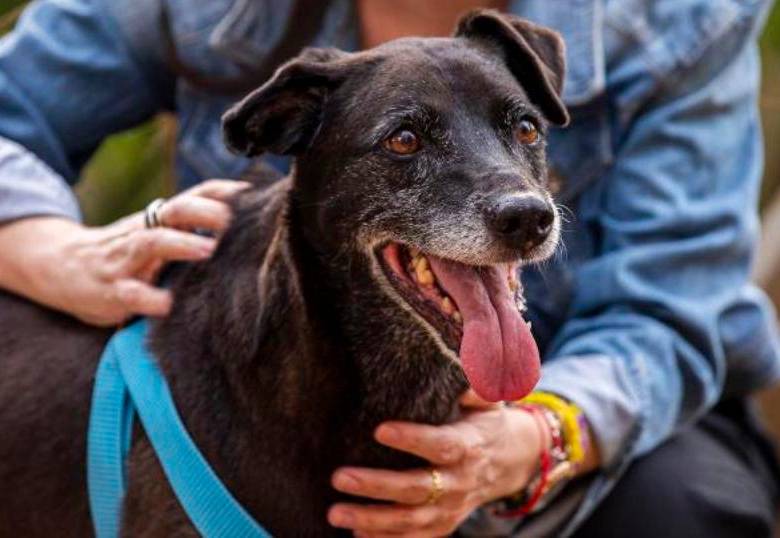 Lamido de los perros esconde un secreto: ¿Cuál es?