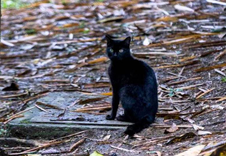 Los gatos ferales, peligro para la fauna silvestre