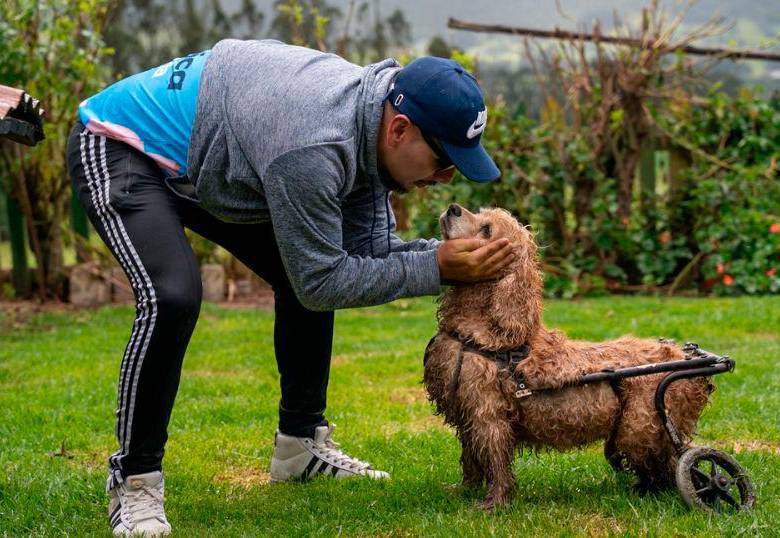 Nace una academia de formación para transformar el bienestar animal