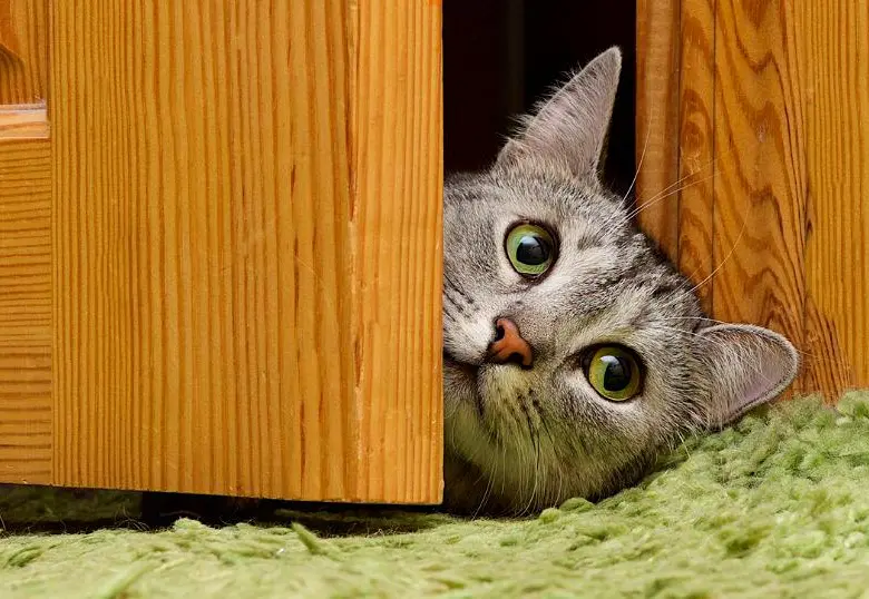 ¿Cómo lograr que tu gato duerma en la noche y no te despierte?
