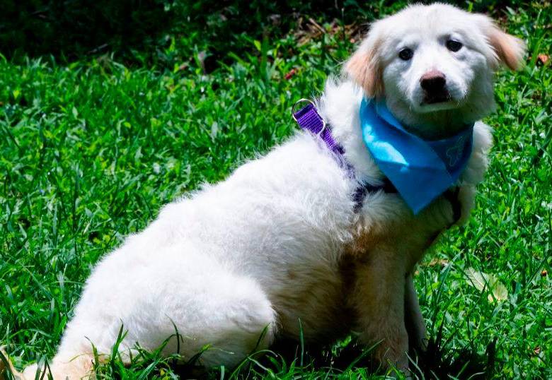 ¿Por qué tu perro te mira cuando hace “caca”?
