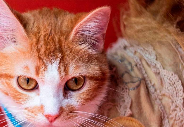 Alimentos holísticos para tu gato