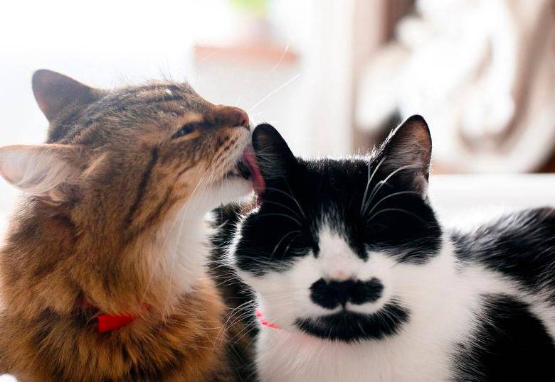 Convivencia entre gatos: claves científicas para entender su relación