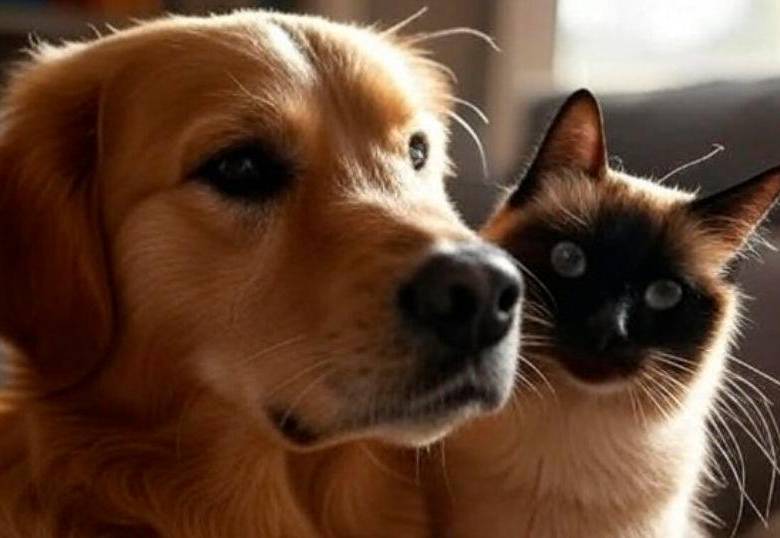 Objetos comunes que son perjudiciales para tu mascota