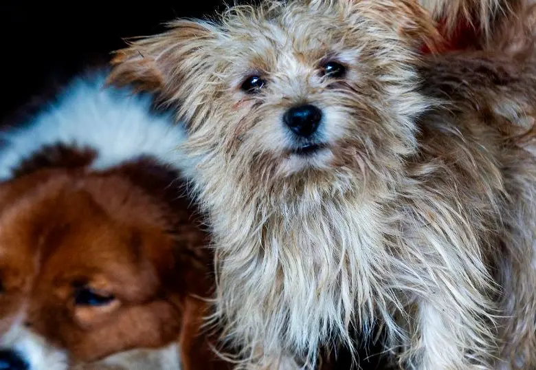 ¿Cómo afecta el estrés humano a tu mascota?