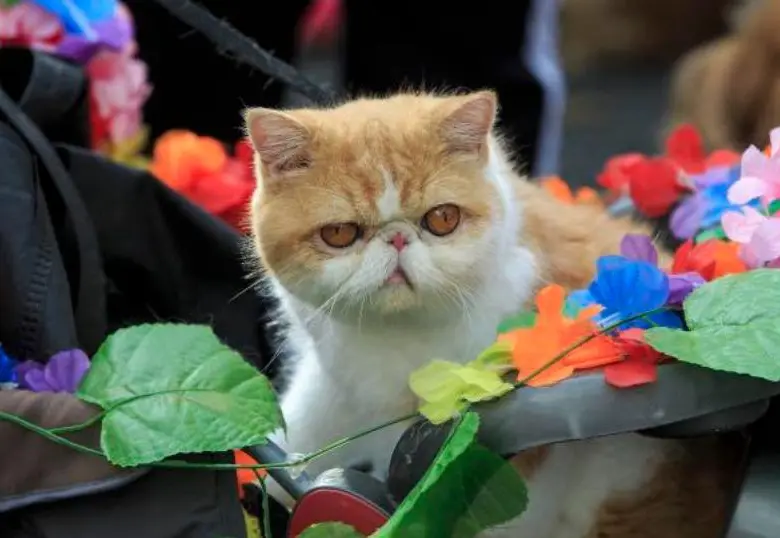 Así cambia el temperamento de los gatos con los años