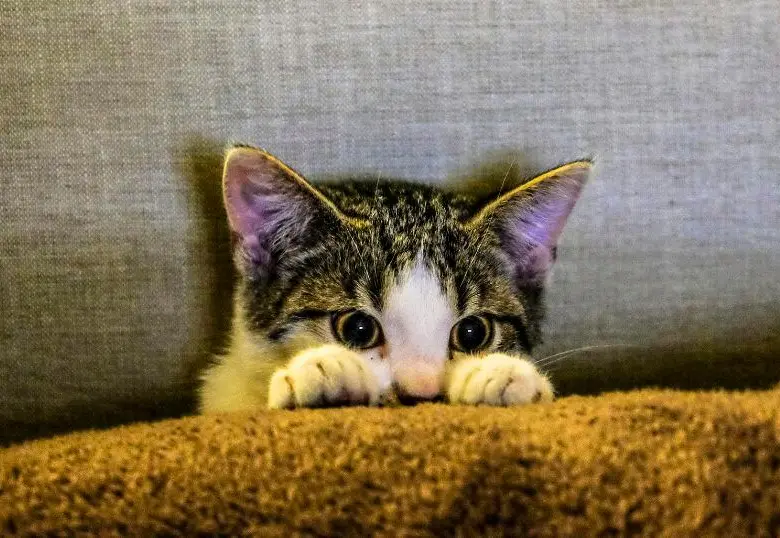 ¡Ahora todo tiene sentido! Los gatos entienden nuestras órdenes y eligen ignorarlas 