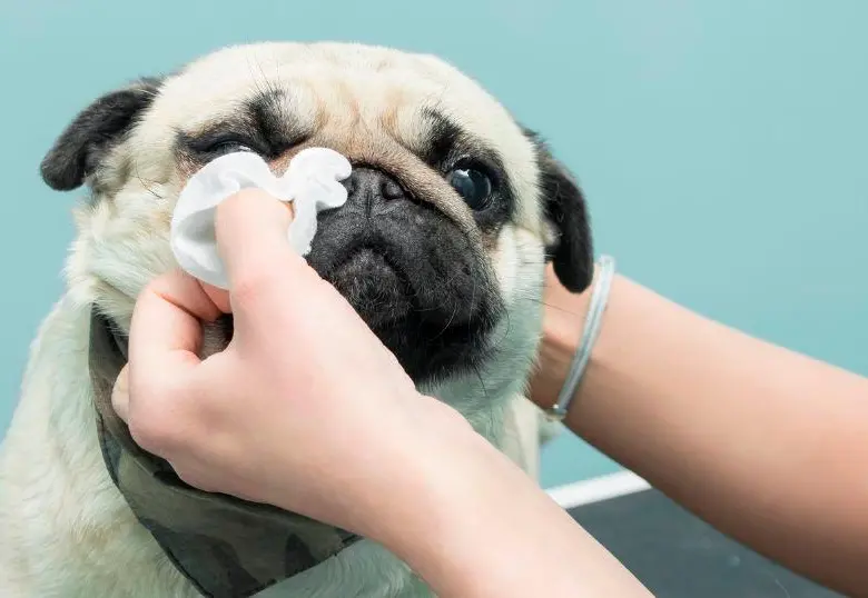 ¿Qué es epífora y cómo tratarla en perros?
