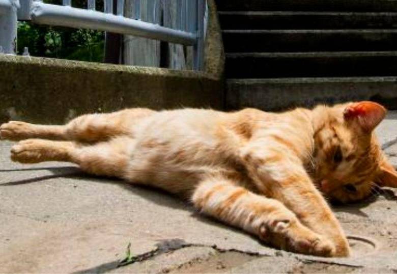¿Tienes un lado preferido para dormir? ¡El de tu gato podría ser el izquierdo!
