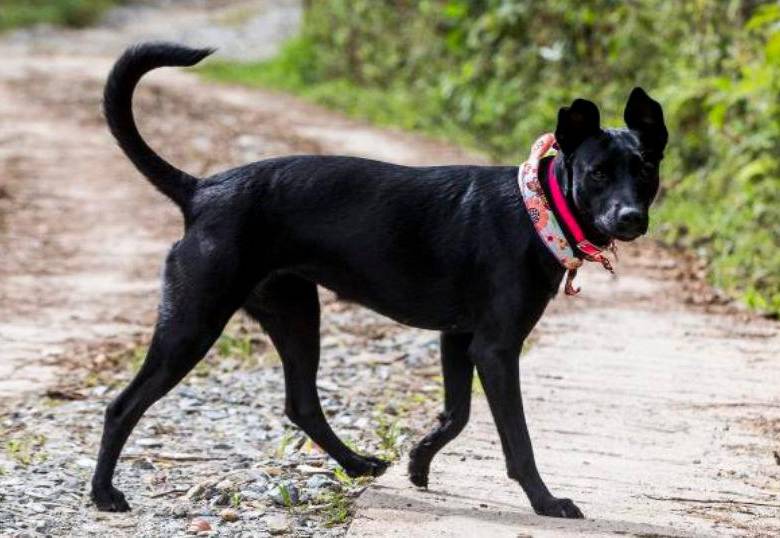 Te contamos en qué consiste el síndrome del perro negro