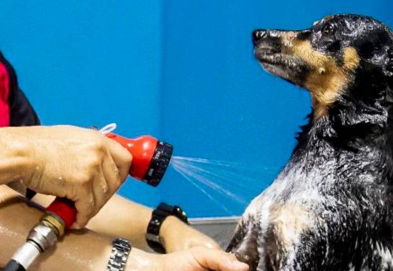 Guía para bañar a tu perro en casa y no morir en el intento