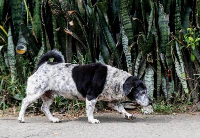 Mix Feeding transforma la nutrición de mascotas en Colombia