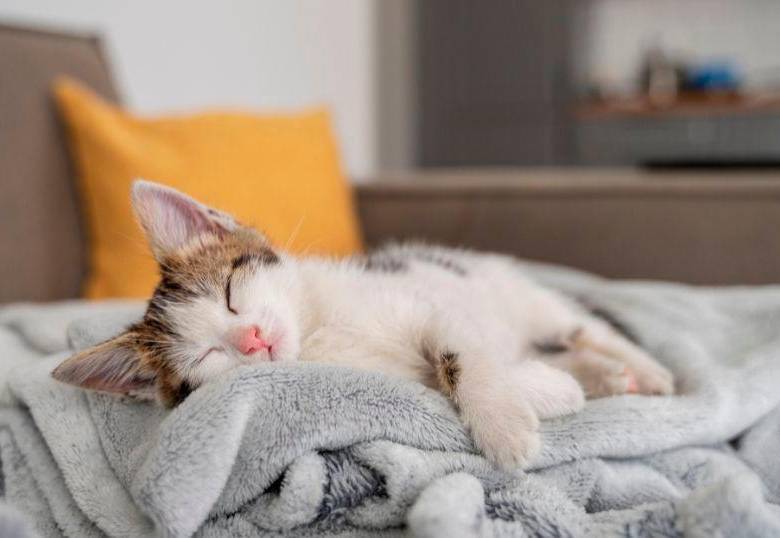 [En video] Cinco gatos perezosos captados en video