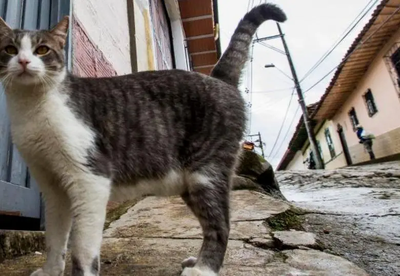 Cinco consejos para alargar la vida de tu gato