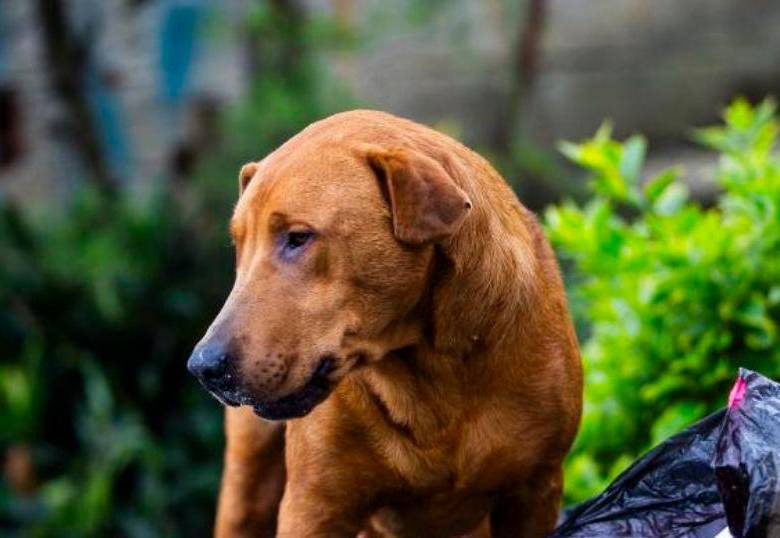Glaucoma en perros: todo lo que necesitas saber
