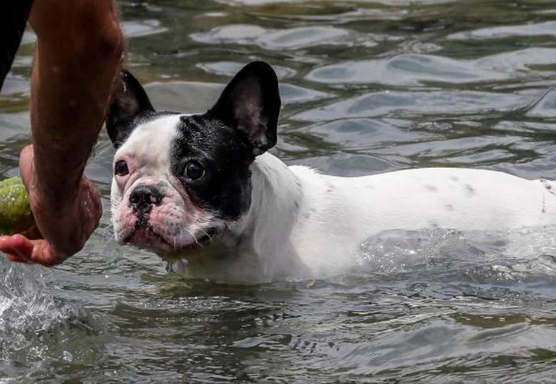 ¿Paseo en la playa? ¡Que tu perro no ingiera agua de mar!