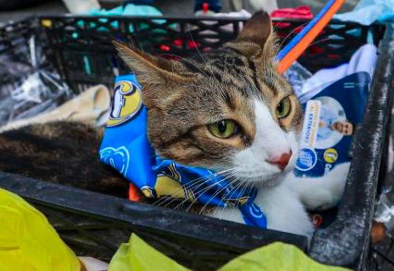 ¿Cómo saber si tu gato tiene problemas dentales?